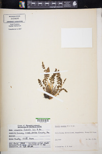 Woodsia ilvensis image