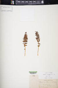 Woodsia ilvensis image