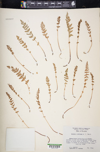 Woodsia oregana image