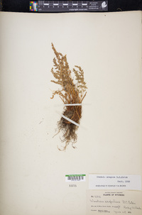 Woodsia oregana image