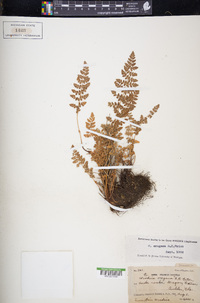 Woodsia oregana image