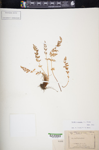 Woodsia oregana image