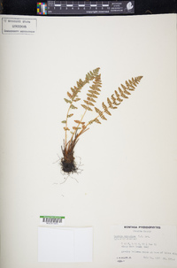 Woodsia scopulina image