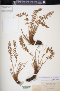 Woodsia scopulina image