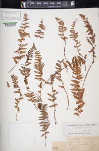 Woodsia scopulina image