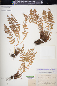 Woodsia scopulina image