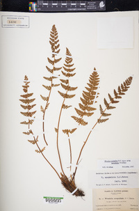 Woodsia scopulina image