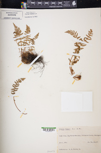 Woodsia ilvensis image