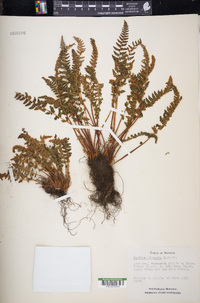 Woodsia ilvensis image