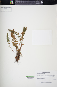 Woodsia ilvensis image