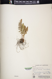 Woodsia ilvensis image