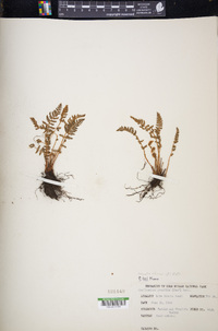 Woodsia ilvensis image