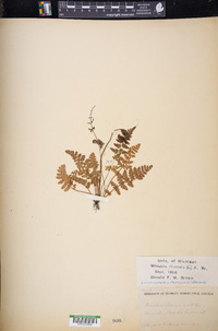 Woodsia ilvensis image