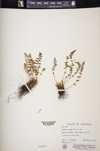 Woodsia ilvensis image