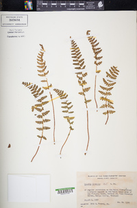 Woodsia ilvensis image