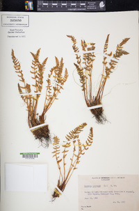 Woodsia ilvensis image