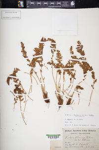 Woodsia ilvensis image