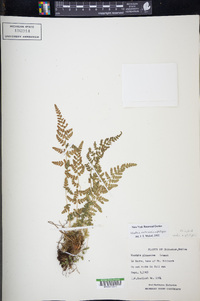 Woodsia cochisensis image