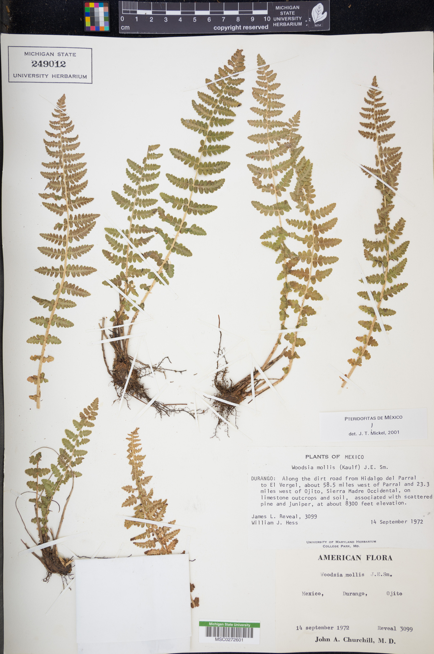 Woodsia mollis image