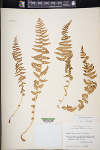 Woodsia mollis image