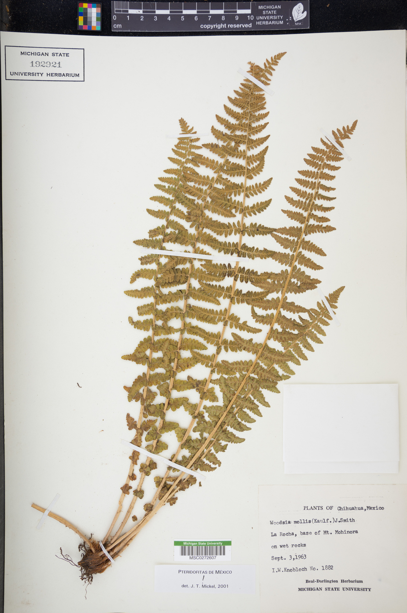 Woodsia mollis image