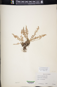 Woodsia phillipsii image