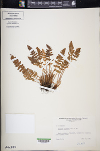 Woodsia ilvensis image