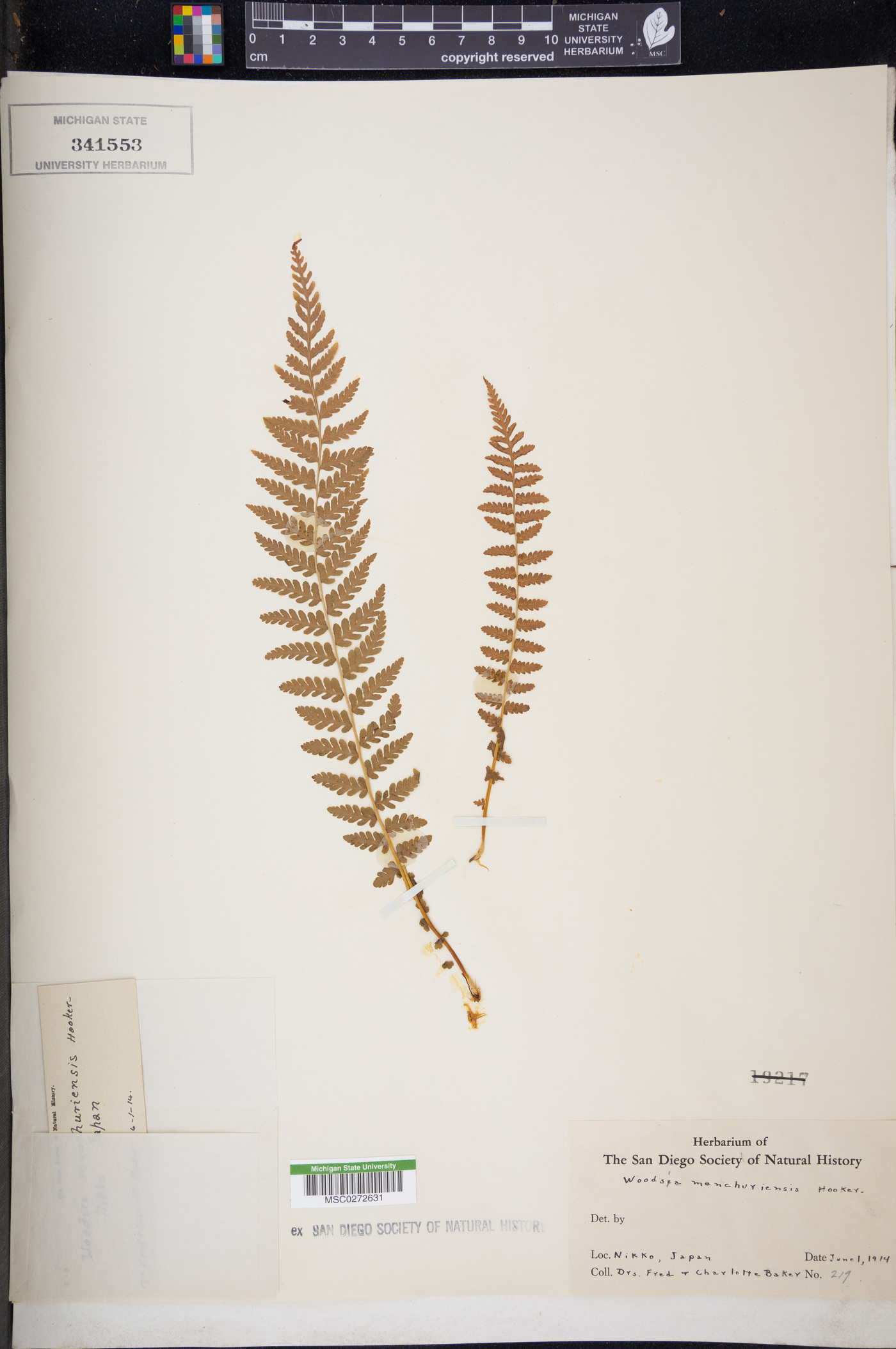 Woodsia manchuriensis image