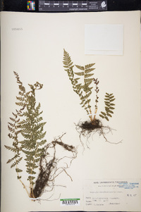 Woodsia manchuriensis image
