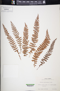 Woodsia manchuriensis image