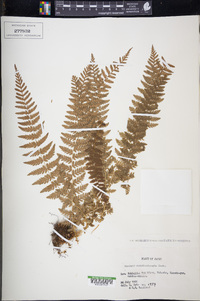 Woodsia manchuriensis image