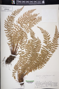 Woodsia polystichoides image