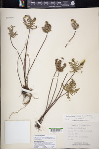 Notholaena standleyi image