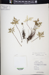 Notholaena standleyi image