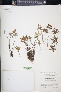 Notholaena standleyi image