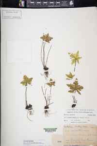 Notholaena standleyi image