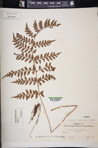 Dryopteris deparioides image