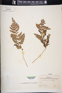 Dryopteris dilatata image