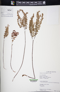 Adiantum aleuticum image