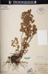 Adiantum capillus-veneris image