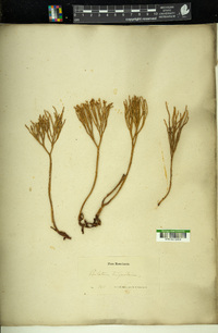 Psilotum triquetrum image