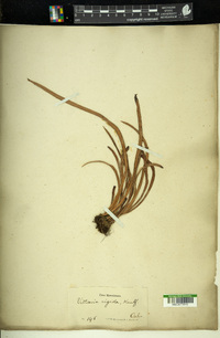 Vittaria rigida image