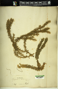 Image of Lycopodium sulcinervium