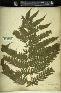 Deparia prolifera image