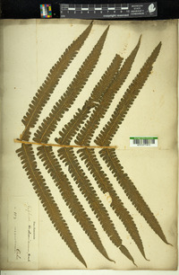 Pneumatopteris hudsoniana image