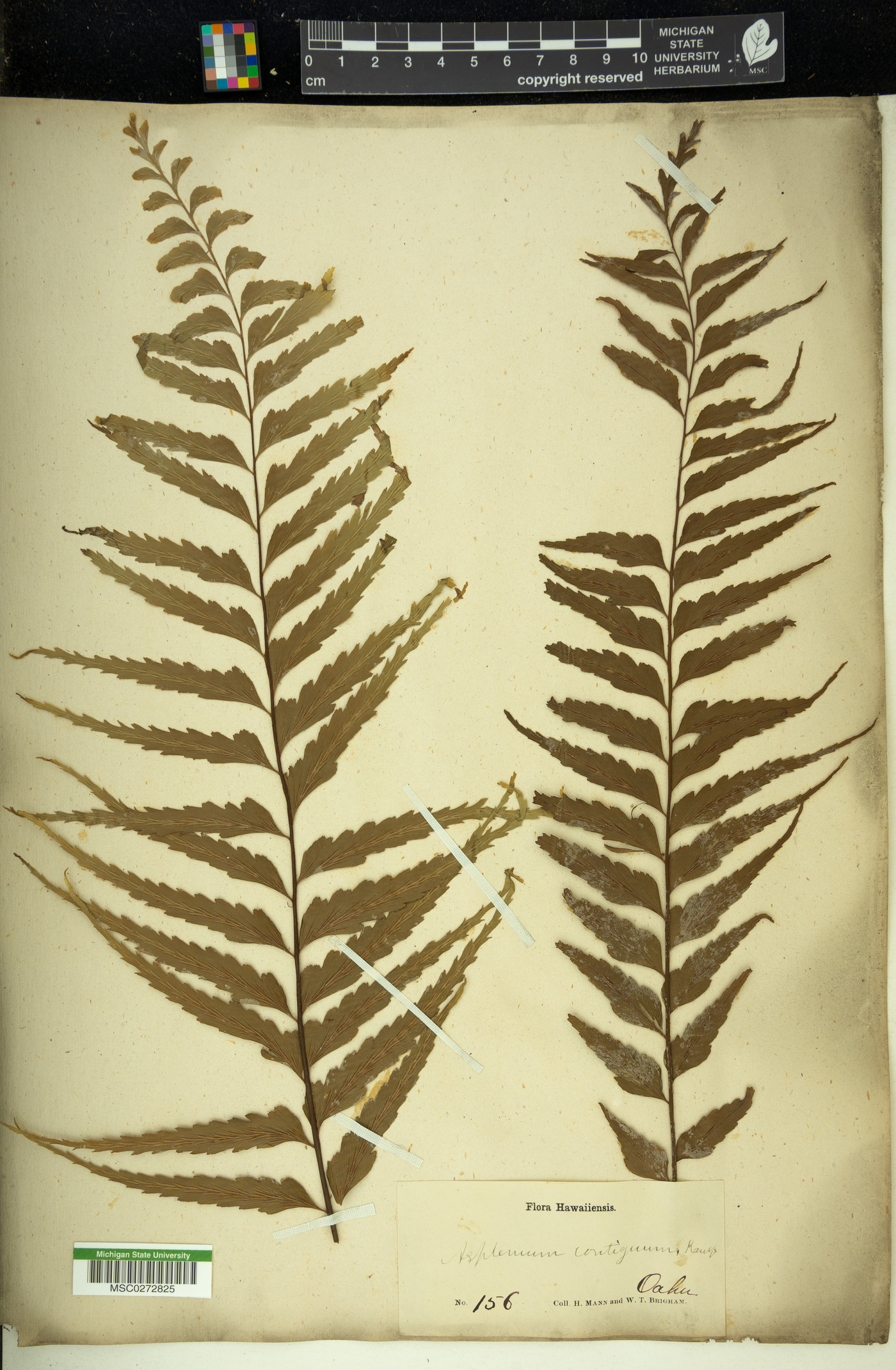 Asplenium contiguum image