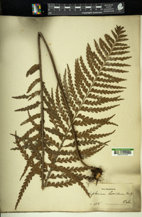 Asplenium horridum image