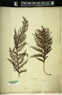 Trichomanes radicans image