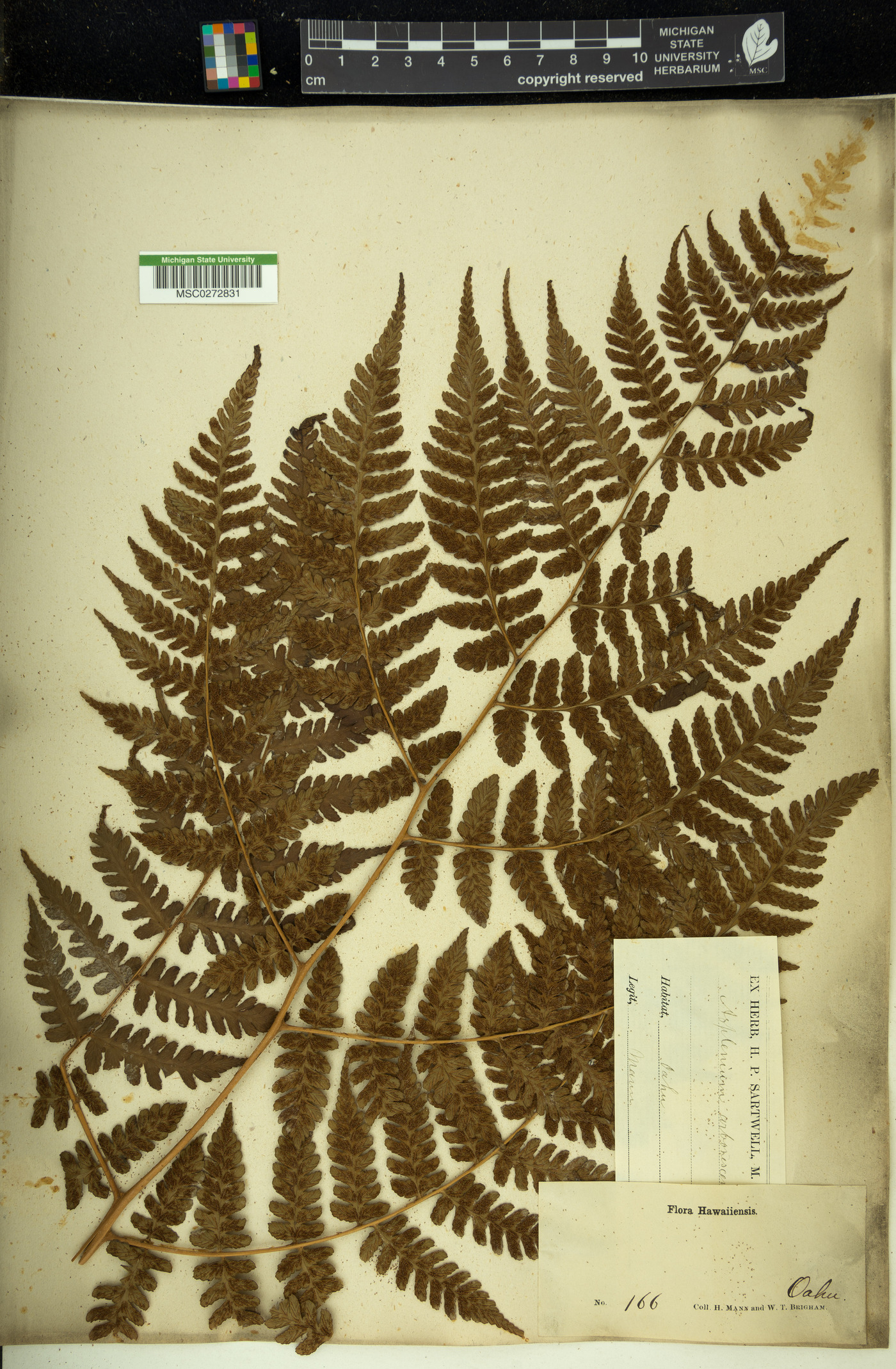 Diplazium arborescens image
