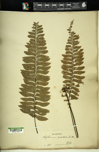 Asplenium resectum image